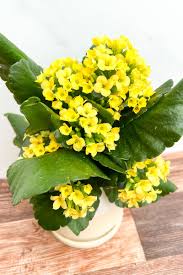 Image result for Kalanchoe