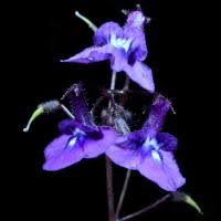 Image result for Streptocarpus glandulosissimus