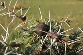 Image result for Acacia cornigera