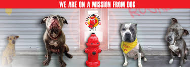 German Shepherd Rescue of Orange County