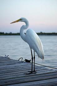 Caroline Blau Wilcox