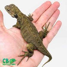 Pet rhino iguanas for sale should be properly socialized when they are young to ensure that they can be handled as adults. Rhino Iguana For Sale Baby Rhinoceros Iguanas For Sale Near Me Breeder