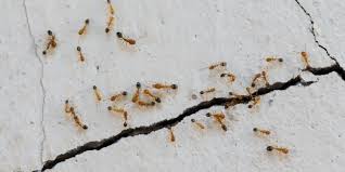 Sauvegarder ou reprendre une demande en cours. Comment Se Debarrasser Des Fourmis A La Maison Sans Produits Chimiques