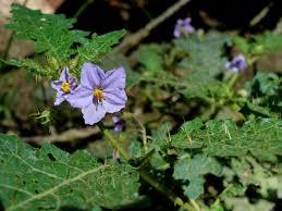 Image result for Solanum richardii