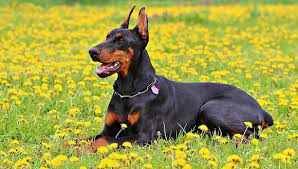 Du forstår mig ikke så hold dig helst ude fra denne her debat? Dobermann Rassebeschreibung Alle Informationen Zum Dobermann