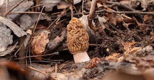 Cette pleine lune peut donc annoncer une bonne nouvelle, apporter un soulagement par rapport à une inquiétude profonde sur un sujet précis. Les Champignons Ne Poussent Ils Qu En Automne