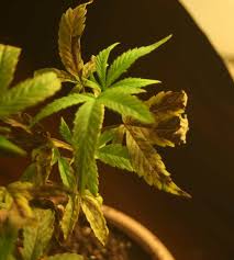 Sunn hemp is not a spice but a practical plant with so many advantages such as, it is a great source of fiber, it is used in textile industries, and used as biofuel too. Fix The Phosphorus Deficiency In Your Marijuana Plants