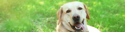 Bone cancer bone tumors in dogs and cats can arise in any bone of the body including the long bones within limbs, toes, spinal vertebrae, ribs and the skull. How Cbd Oil Can Help Dogs With Cancer All The Best Pet Care