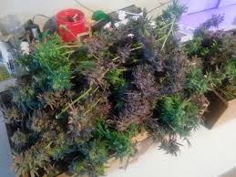 Perfect mix of 3w & 5w footprint: Kind K5 Xl1000 Led Grow Journal 1 3 Lb Harvest Grow Weed Easy