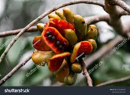 Image result for Xylopia