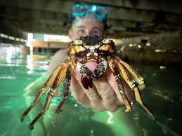 Molecular Environmental Biology undergraduate Aaron Guo (@mr.a.aron)  captured this photo of a friend holding up the molt of a thin-shelled rock  crab while studying