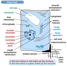 Animal cells are an integral part of biomedical research: Introduction To Cells S Cool The Revision Website