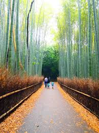 Standing amid these soaring stalks of bamboo is like being in another world. Bamboo Groves Arashiyama Plingthinks