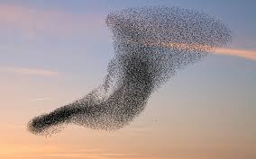 نتیجه جستجوی لغت [flock] در گوگل