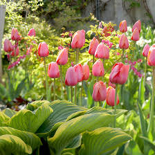 Spring flowers that grow every year. Top Tulips That Come Back Every Year Better Homes Gardens