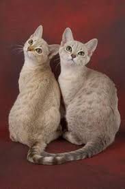 True to its name, the australian mist was bred and developed in australia. 10 Beautiful Australian Mist Cat Photography Ideas Australian Mist Cat Photography Cats