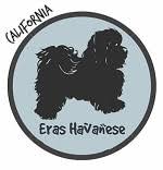 Cream golden retriever puppies california vizsla puppies california great dane puppies california boston terrier puppies california havanese puppies california sheepadoodle. Havanese Breeders In California Havanese Puppies For Sale In California