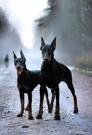 Animals information doberman shepherd pets animal lover kinds of dogs smart dog doberman love big dogs doberman dogs. Who Are You Baby Dogs Doberman Dogs Cute Animals