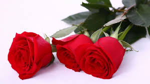 Flowers speak more than words! Free Rose Flower Hd Free Download Wallpaper Rose Flower Hd Free Download Wallpaper Download Wallpaperuse 1