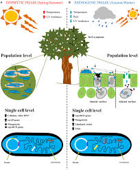 Image result for Pseudomonas syringae