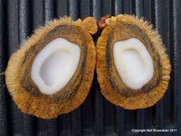 Image result for Hyphaene