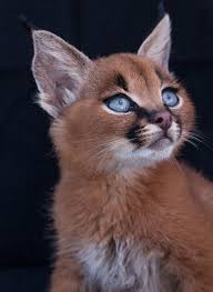 Caracal caracal caracal kittens serval. Is This The Cutest Cat Species Ever Bored Panda