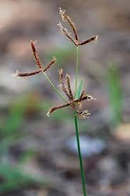 Image result for Cyperus distans