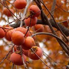 When do persimmon trees bear fruit. How To Grow Persimmon Trees