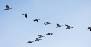 Değişime ayak uydurmayı kolaylaştıran hayat boyu öğrenme yeni nesil ile etkin iletişim sağlama noktasında nesil kuşakları arası bağlantıyı güçlendirir. Ogrenme Nedir Hayat Boyu Ogrenme Kavrami Psikoloji Bilimi