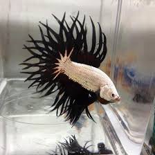 Pin On Fishy