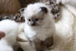 Ragdoll Kittens for Sale - Adoptapet