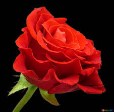 Here you can find different types of flower pictures, among them red flowers, white flowers, rose flowers, spring flowers, flower wallpapers and other flower images. Flowers Roses Isolated Image Red Rose On Black Images Rose Flower 17106 Torange Biz Free Pics On Cc By License
