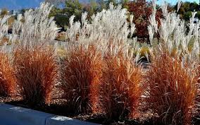 Image result for Miscanthus violaceus