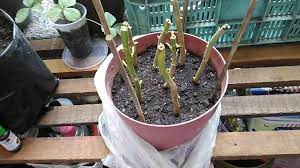 Poinsettia Propagation Using Branch Cuttings Poinsettia Plant Propagating Plants Poinsettia