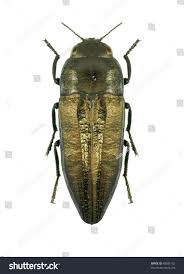 Image result for Polygala sphenoptera