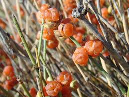 Image result for Faurea intermedia