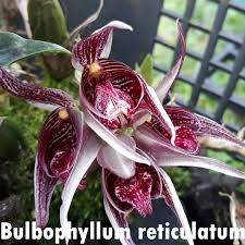 Image result for Bulbophyllum X chikukwa