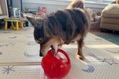 The 17 Best Dog Toys for Mental Enrichment, Tested and Reviewed