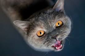 How To Stop Loud Meowing In Cats