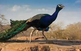 Bird With Big Feathers On Tail Peacocks Beautiful Birds Peacock And Peahen Peafowl