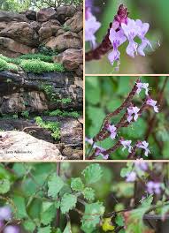 Image result for Aeollanthus