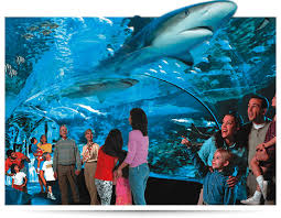 Ripley S Believe It Or Not Gatlinburg Tn Myrtle Beach Perfect Beach Vacation Ripley Aquarium