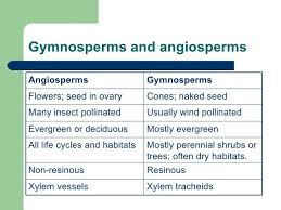 Rhs Year 1 Week 1 In 2020 Gymnosperm Rhs Biology College