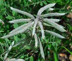 Image result for Tephrosia praecana