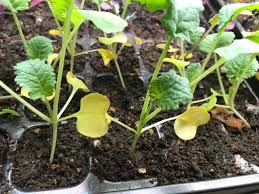 Yellow leaves are a sign of unhappy snow peas. Seedling Leaves Turning Yellow Here S Why Tiny Garden Habit