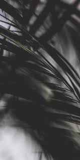 природа красивые картинки на рабочий стол компьютера на весь экран Wallpaper Iphone Hd Dark Palm V 2020 G Fotografii Zadnih Planov Fotografii Profilya Zelenye Fony