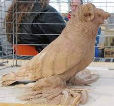 english trumpeter show pigeon guzel kuslar evcil hayvanlar guzel yaratiklar