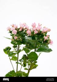 Image result for Bouvardia longiflora