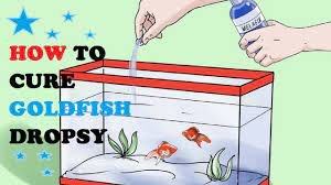 How To Cure Goldfish Dropsy - Youtube