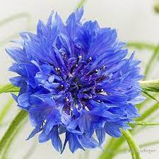 Cornflower By Marion Olde Scheper 500px Beautiful Flowers Pretty Flowers Purple Flowers